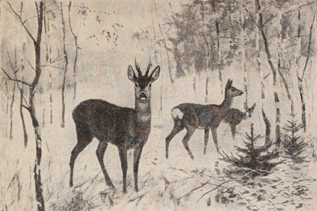 Őzek. Forrás: Diezel: Az apróvad vadászata. Bp, 1899.